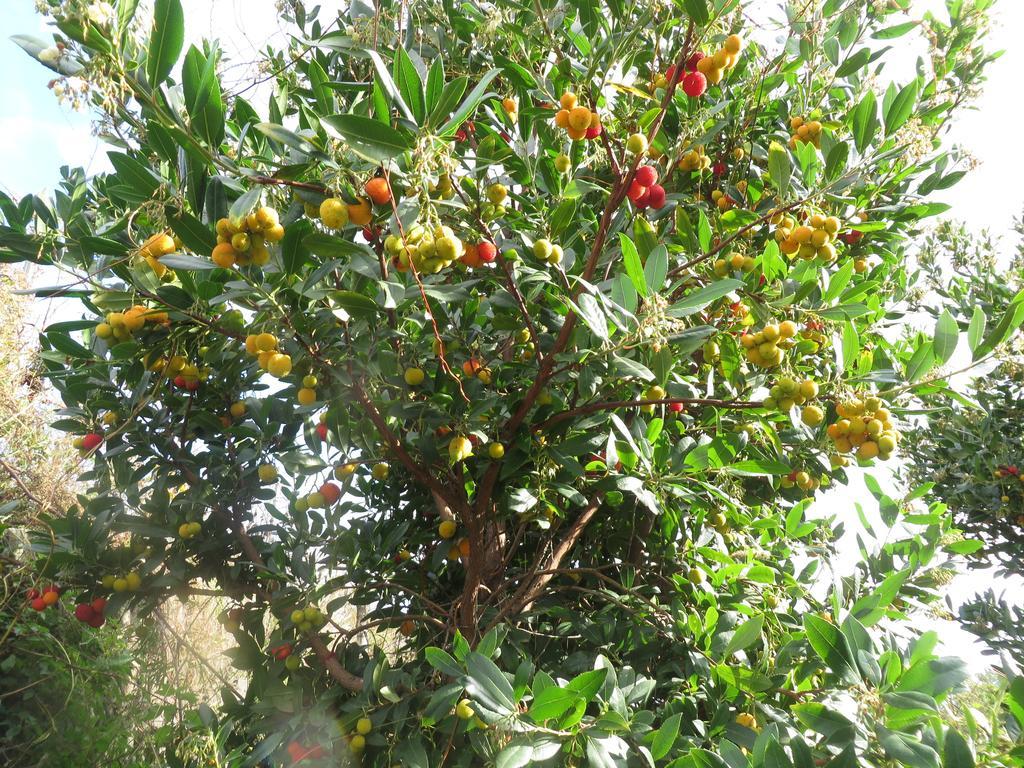 Agriturismo Le Case Del Merlo Milo Buitenkant foto